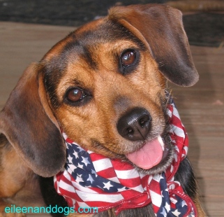 A black and rust, small hound dog is shown looking at the photographer with her head cocked and ears slightly raised. (The classic "beagle" look, although she is a mix. She is wearing and American flag scarf. Her mouth is open and her tongue is visible inside her mouth. She is relaxed.